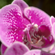 Illustration for article titled Orchids